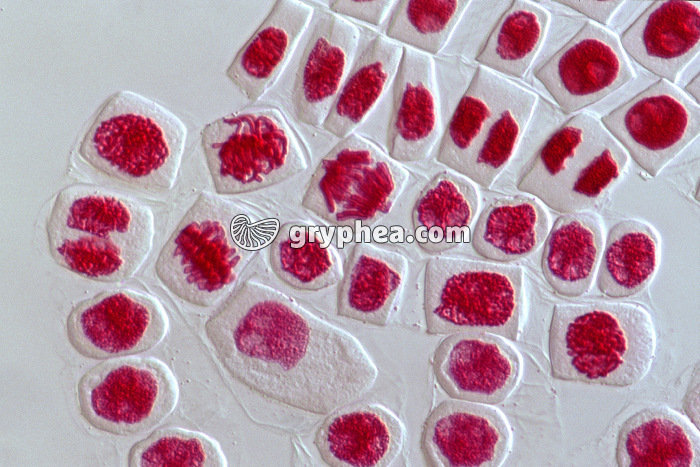 Mitoses dans cellules de racine d'Ail - coloration Feulgen (écrasement) x160 - gryphea.org